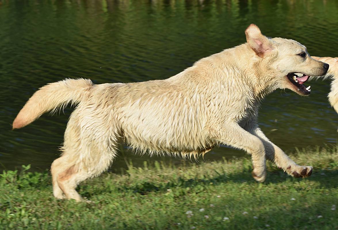 RIOROCK LABRADOR RETRIEVERS AVAILABLE PUPPIES LITTERS NEW ENGLAND EAST