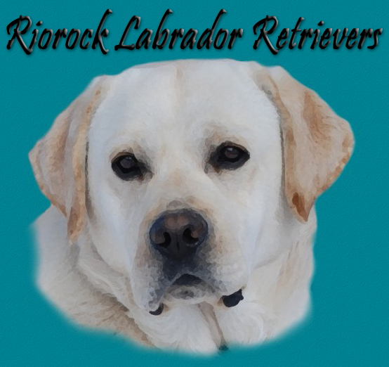 Riorock Labrador Retrievers Breeders Colorado Black Chocolate Yellow Labs