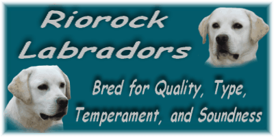 Breeding Classic English Type Labradors in Black Chocolate, and Yellow for Companions and Field.