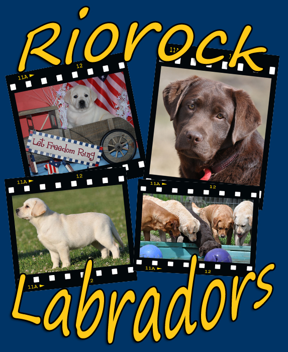 Riorock Labrador Retrievers Breeders East Coast area, Formerly Colorado 