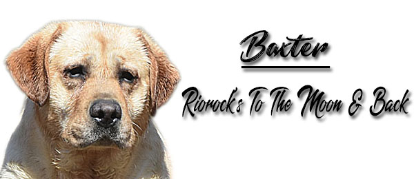 Riorock's To The Moon & Back Labrador Retrievers Breeders