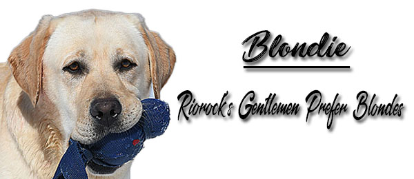 Riorock's Gentlemen Prefer Blondes Lab New England NH MA CT VT RI
