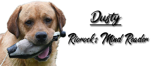 Riorock's Mind Reader Labrador Retrievers Breeders
