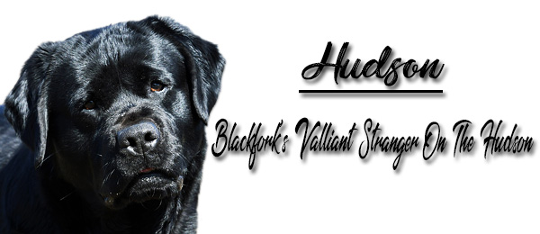 Blackfork's Valliant Stranger On The Hudson Labrador Retrievers Breeders