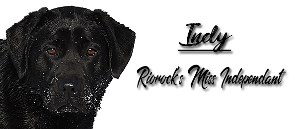 Riorock's I'd Be Jealous Too Lab New England NH MA CT VT RI