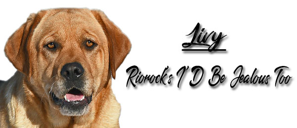 Riorock's Gentlemen Prefer Blondes Lab New England NH MA CT VT RI