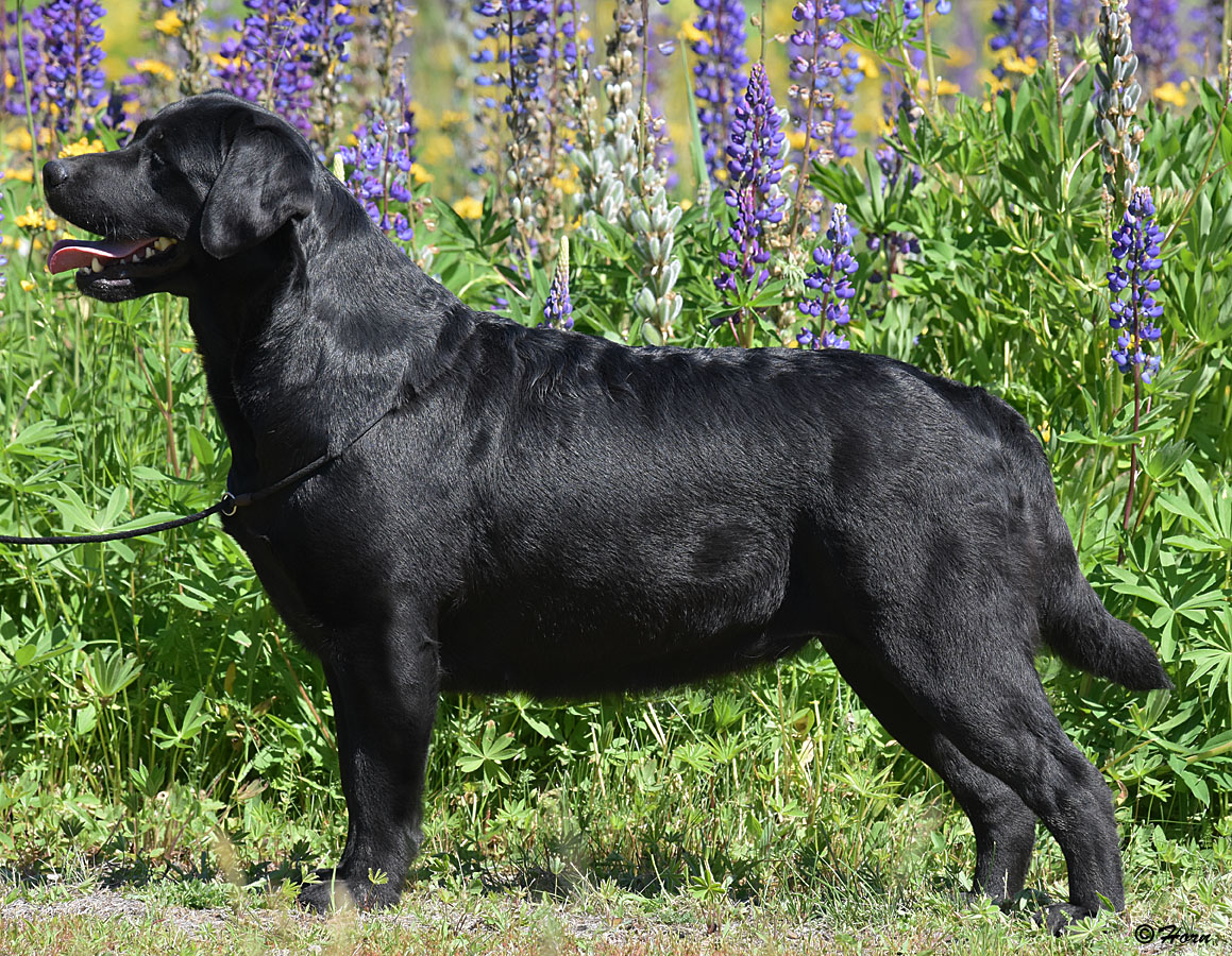RIOROCK'S SOME LIKE IT HOT (MONROE) BLACK LABRADOR