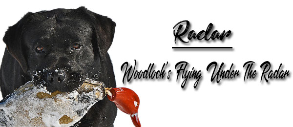 Woodloch's Flying Under The Radar Labrador Retrievers Breeders
