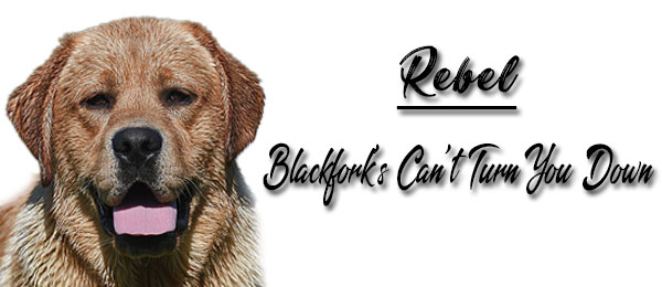 Blackfork's Can't Turn You Down Labrador Retrievers Breeders