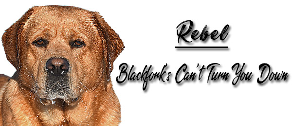 Blackfork's Can't Turn You Down Labrador Retrievers Breeders