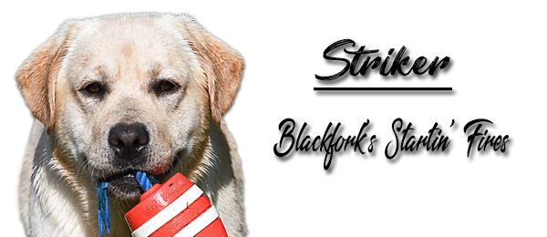 Blackfork's Startin' Fires Labrador Retrievers Breeders