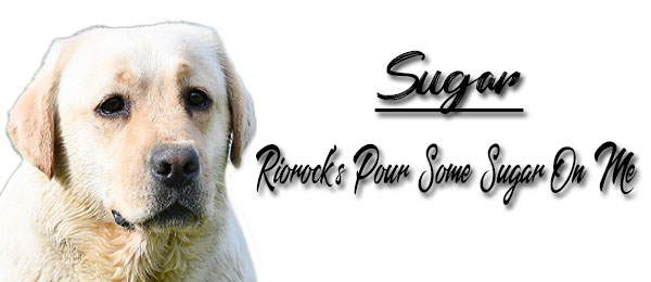 Riorock's Pour Some Sugar On Me Lab New England NH MA CT VT RI
