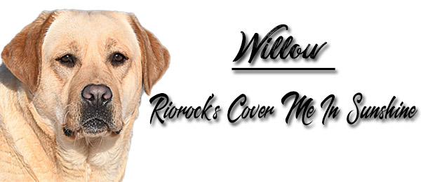 Riorock's Cover Me In Sunshine Lab New England NH MA CT VT RI